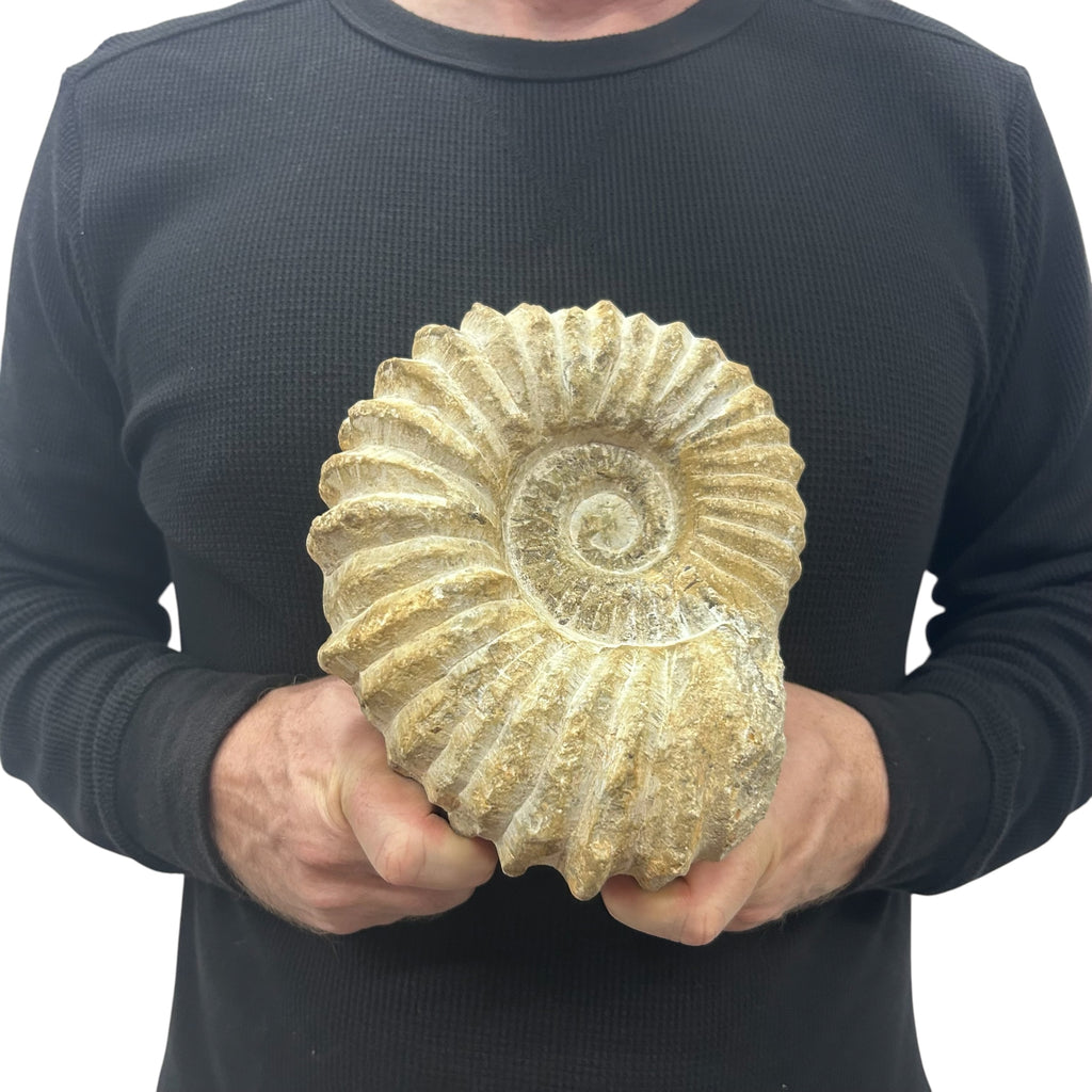 Real Fossilized Authentic Ammonite 7.5” 6.50 lbs | Home or Office Décor