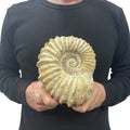 Real Fossilized Authentic Ammonite 7.5” 6.50 lbs | Home or Office Décor