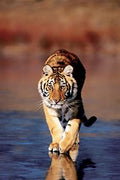 Tiger Poster