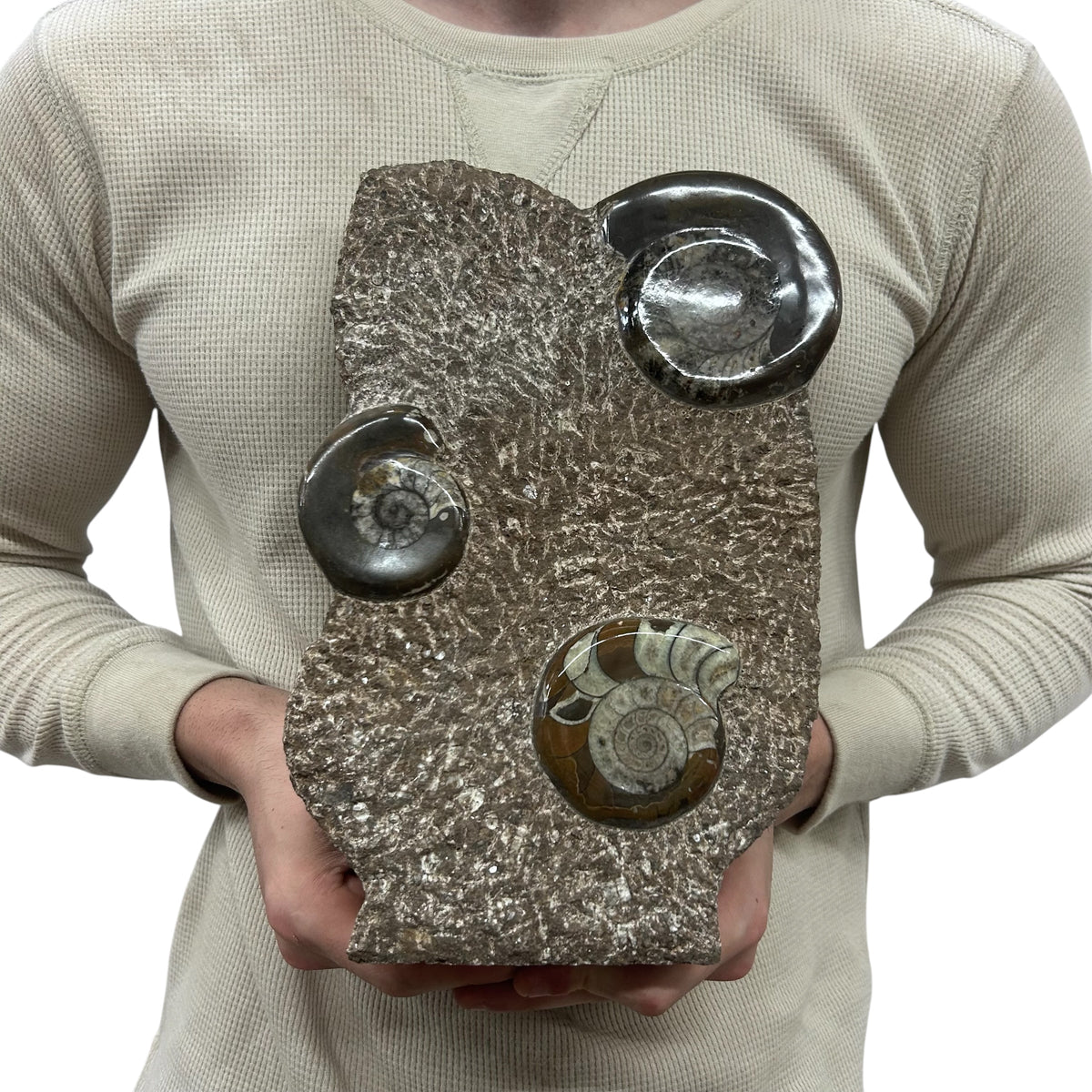 Medium Fossil Orthoceras and Gonatite Slab Plaque Standing Base - Polished Specimen Sculpture 11" 5.32 Lbs.