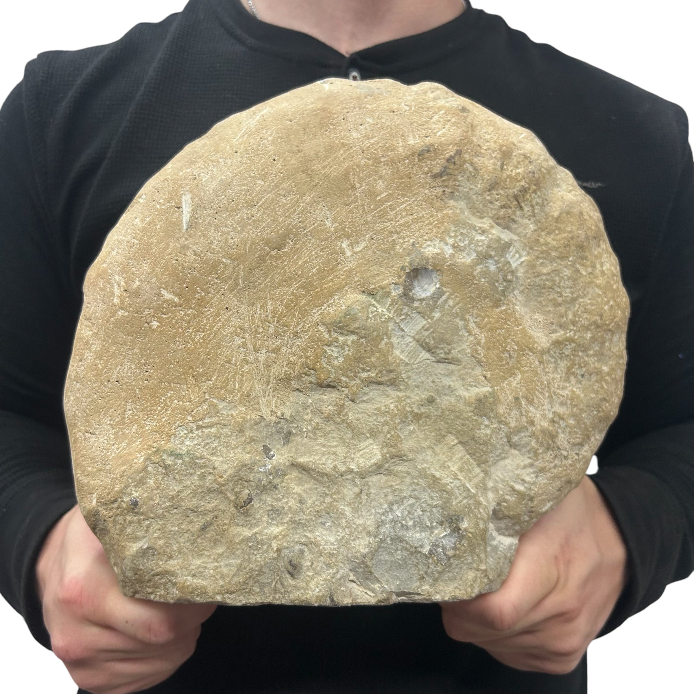 Huge Real Fossilized Authentic Ammonite Cut Base 10.25” 15.38 lbs | Home or Office Décor