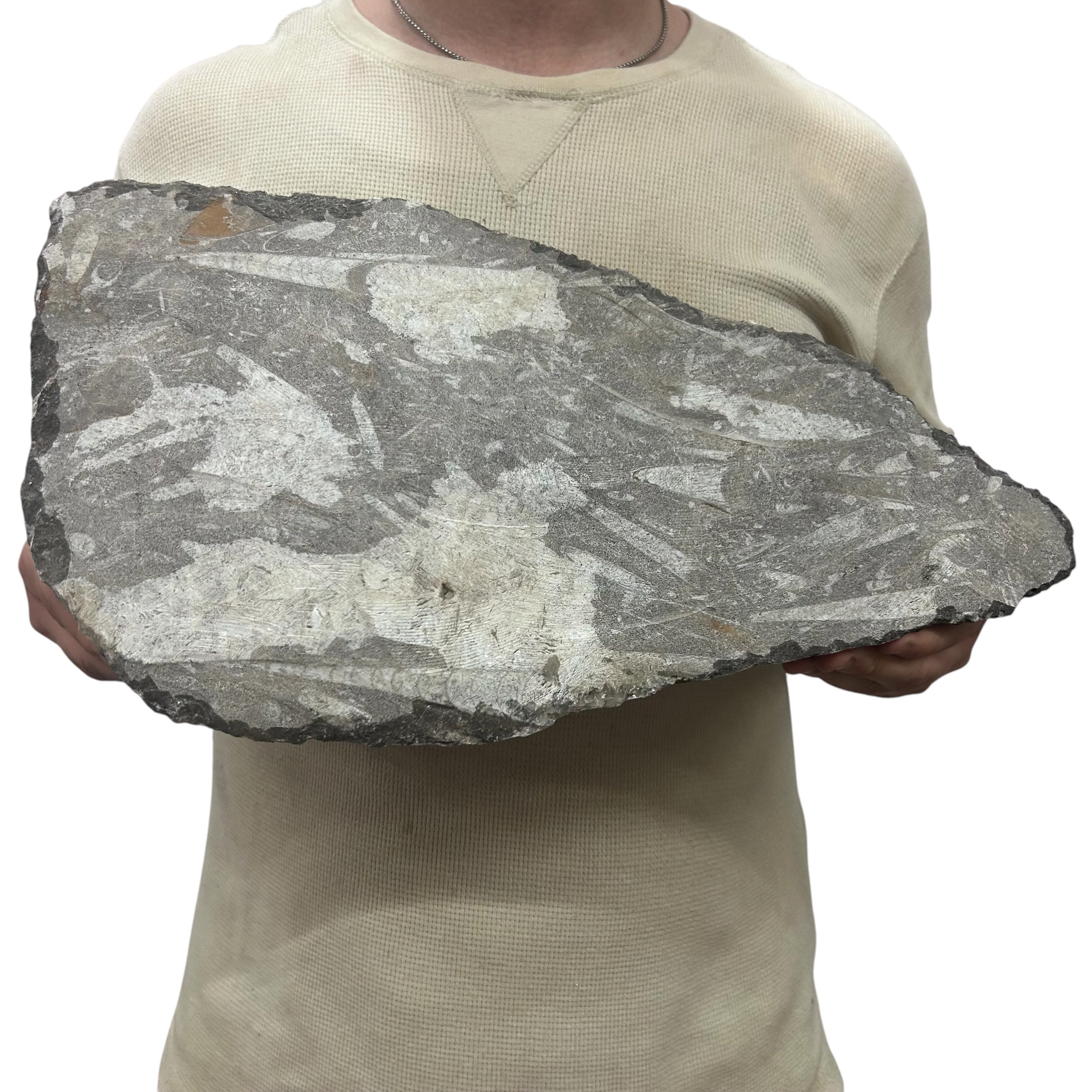 Large Fossil Orthoceras Plaque | Polished Specimen Sculpture 14.25" 15.45 lbs | Home Office Décor