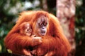 Orangutan with Baby Poster Laminated