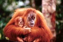 Orangutan with Baby Poster Laminated