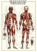 Muscular System Poster