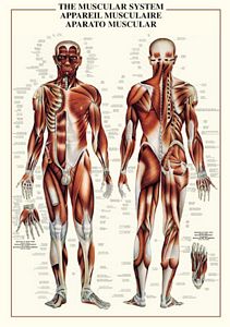 Muscular System Poster