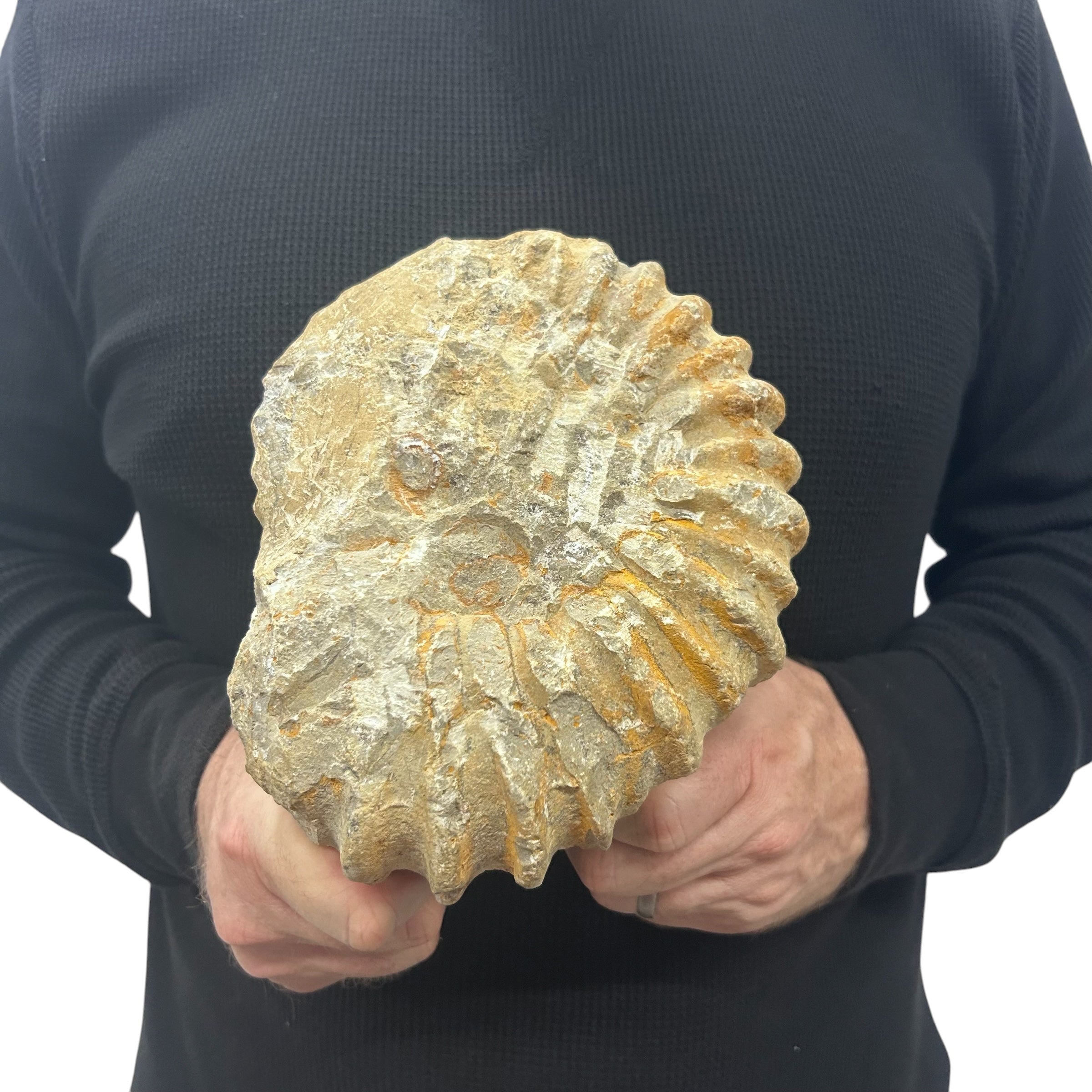 Real Fossilized Authentic Ammonite 7.5” 6.50 lbs | Home or Office Décor