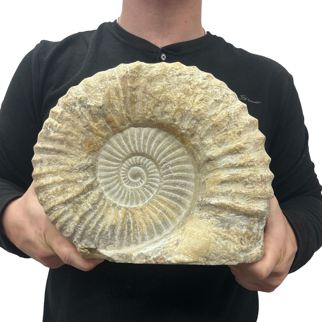 Huge Real Fossilized Authentic Ammonite Cut Base 9.5” 16.54 lbs | Home or Office Décor