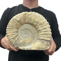 Huge Real Fossilized Authentic Ammonite Cut Base 9.5” 16.54 lbs | Home or Office Décor
