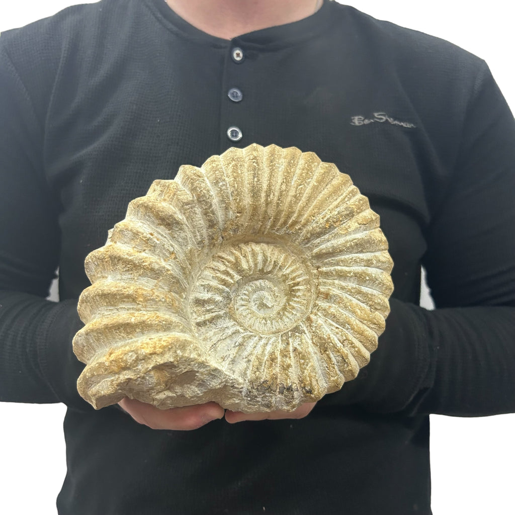 Real Fossilized Authentic Ammonite 7” 5.40 lbs | Home or Office Décor