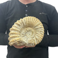 Real Fossilized Authentic Ammonite 7” 5.40 lbs | Home or Office Décor