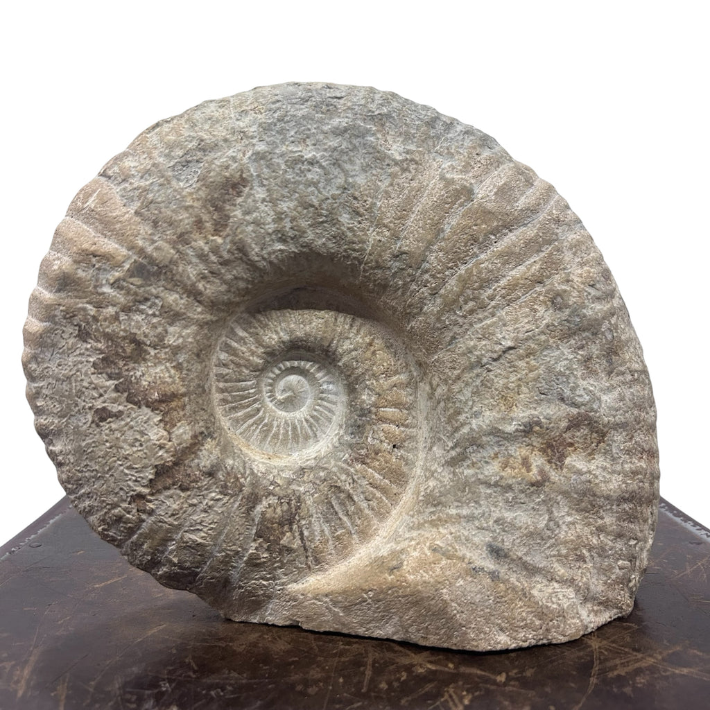 Huge Real Fossilized Authentic Ammonite Cut Base 9.5” 17.53 lbs | Home or Office Décor