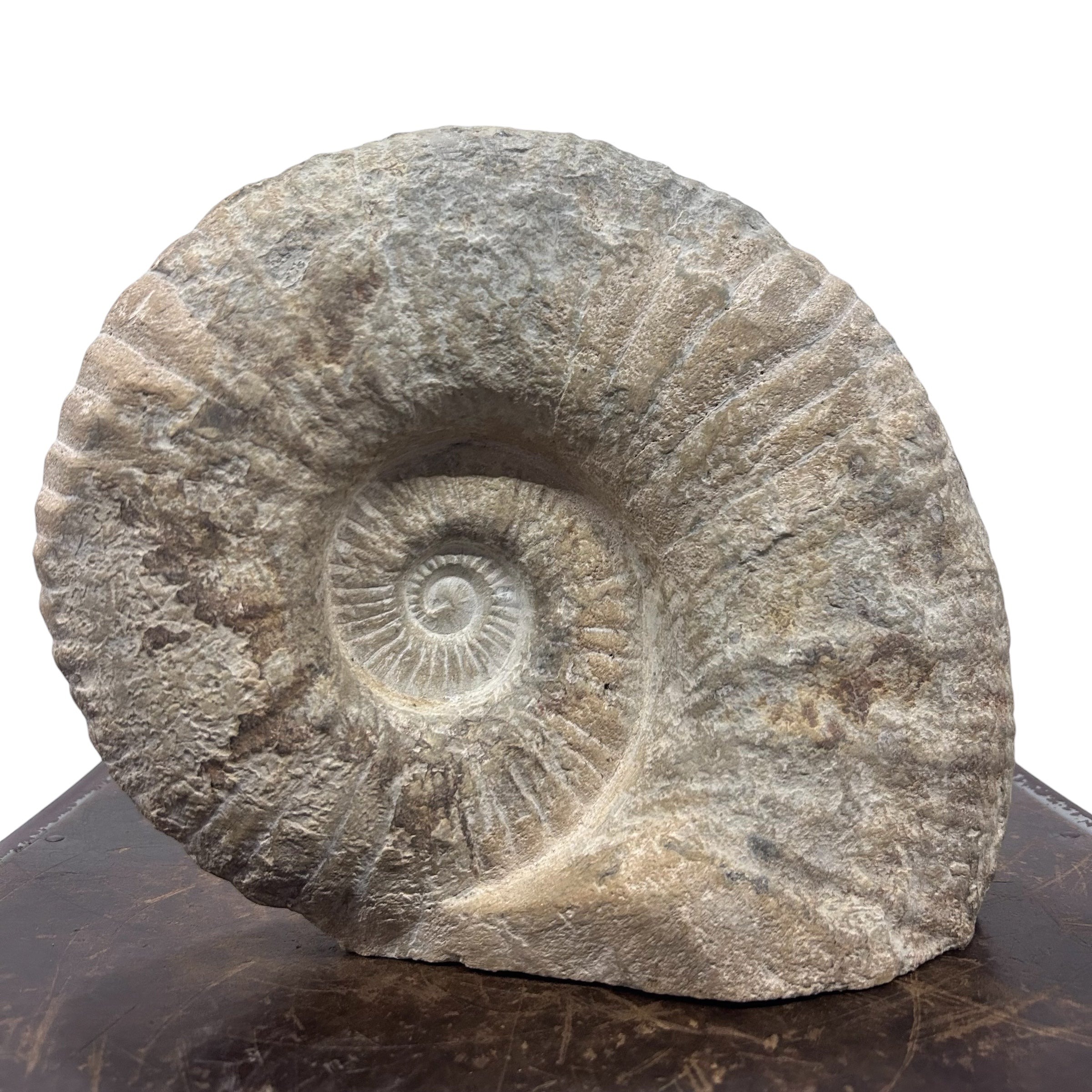 Huge Real Fossilized Authentic Ammonite Cut Base 9.5” 17.53 lbs | Home or Office Décor
