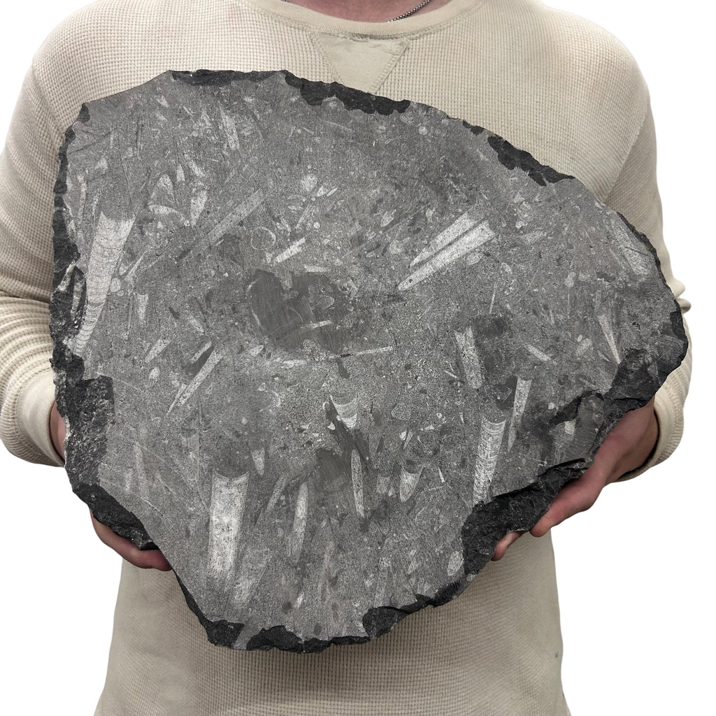 Large Fossil Orthoceras Plaque | Polished Specimen Sculpture 14.5" 15.35 lbs | Home Office Décor