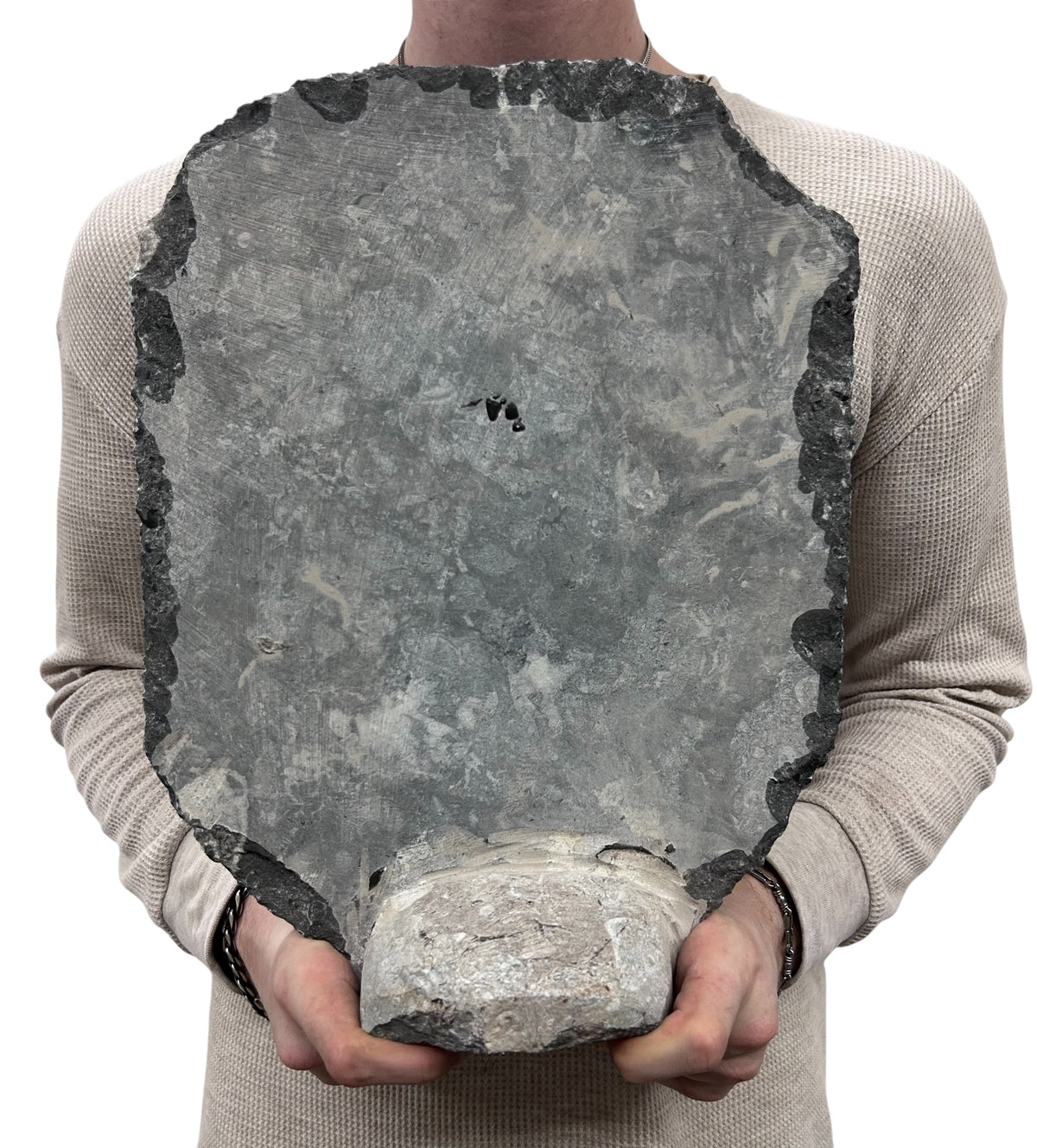 Large Ammonite Fossil Sculpture- Polished Specimen Standing Sculpture Cut Base Decor 14"
