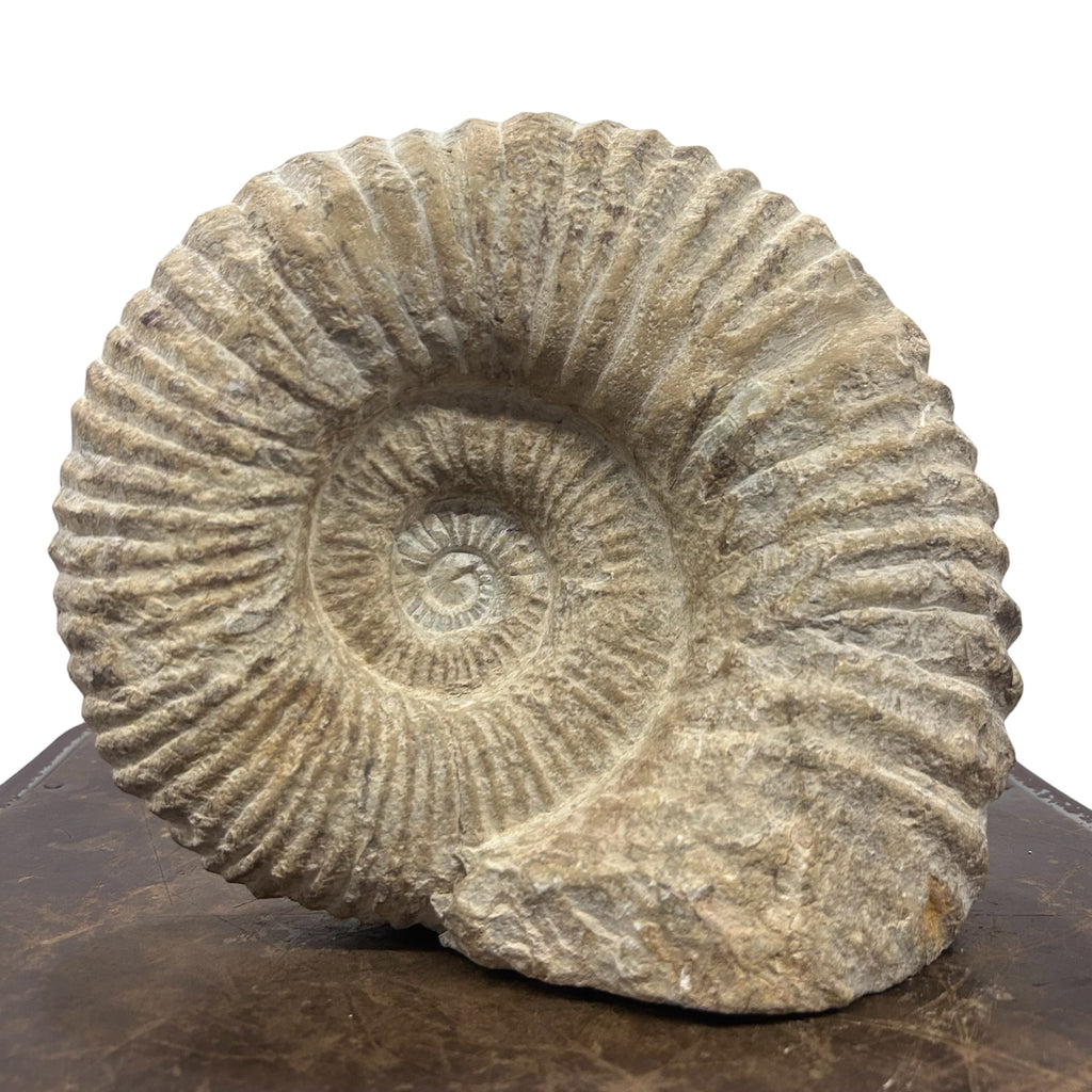 Huge Real Fossilized Authentic Ammonite Cut Base 9” 15.15 lbs | Home or Office Décor