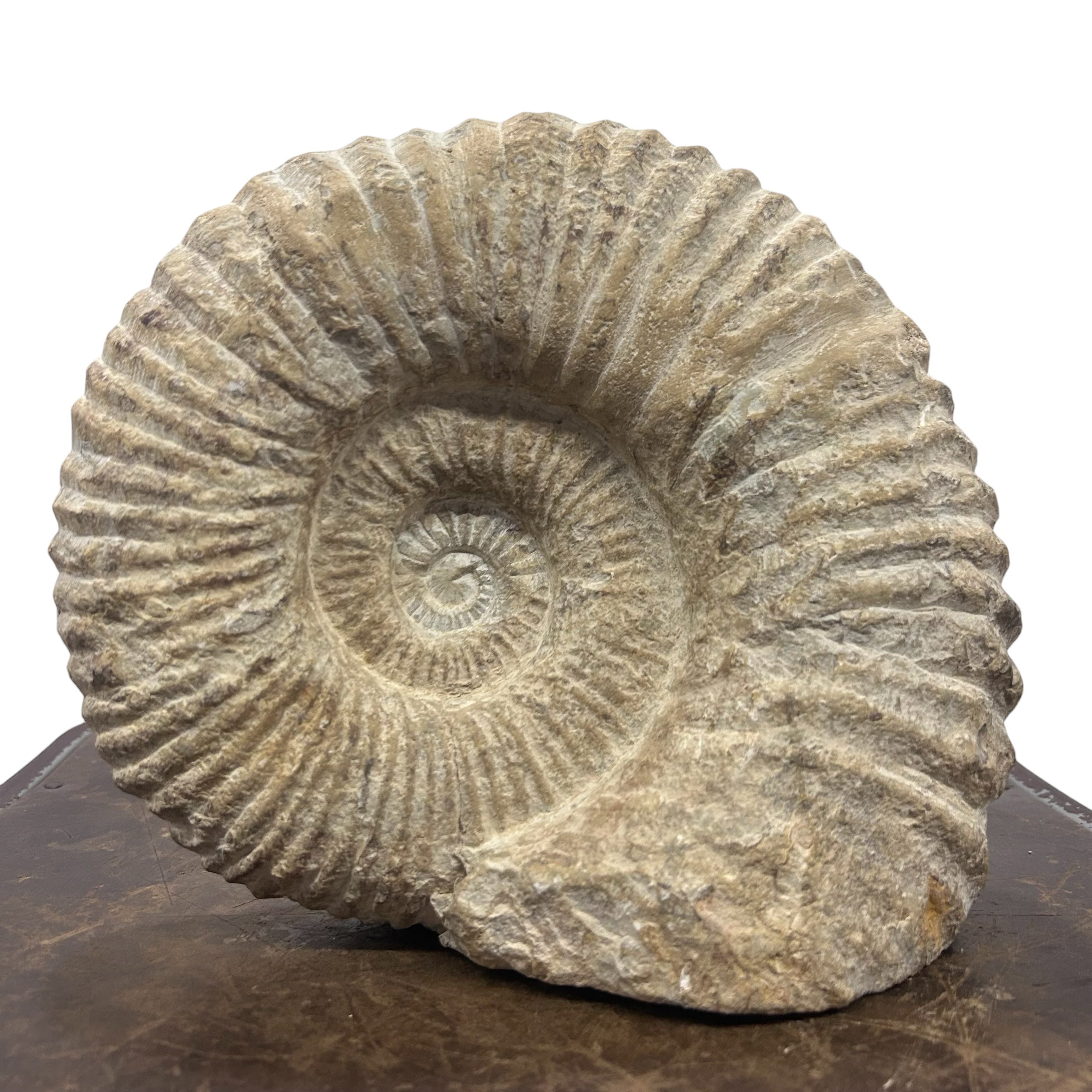 Huge Real Fossilized Authentic Ammonite Cut Base 9” 15.15 lbs | Home or Office Décor