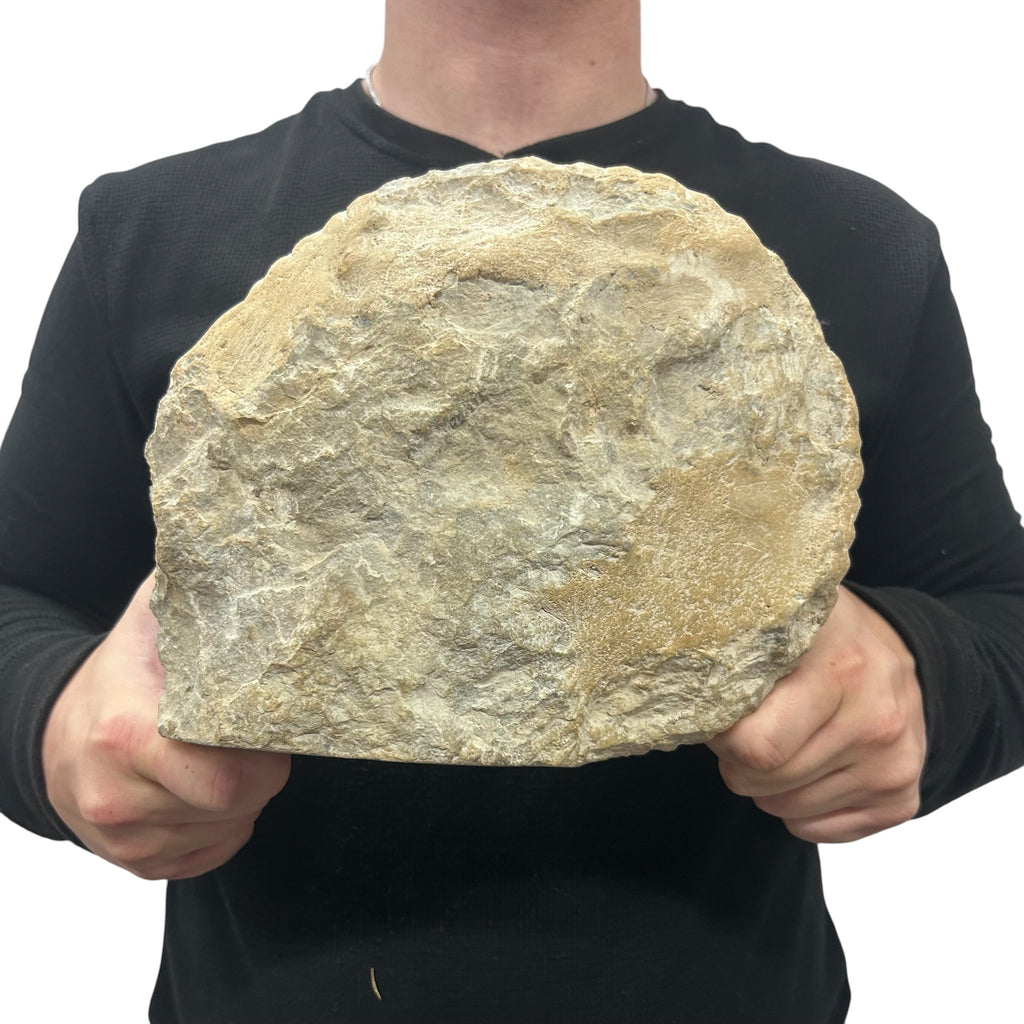 Huge Real Fossilized Authentic Ammonite Cut Base 9” 15.15 lbs | Home or Office Décor