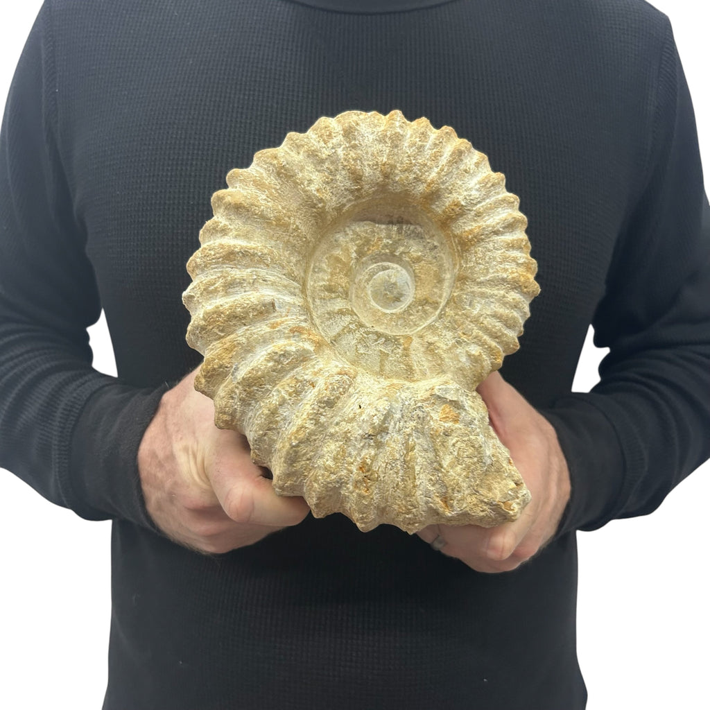 Real Fossilized Authentic Ammonite 7.25” 6.85 lbs | Home or Office Décor