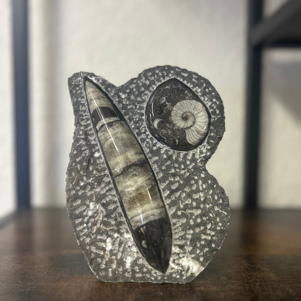 Small Orthoceras and Gontite Fossil Slab Plaque w/ Standing base - Polished Specimen Sculpture 6.25" 1.67 lbs