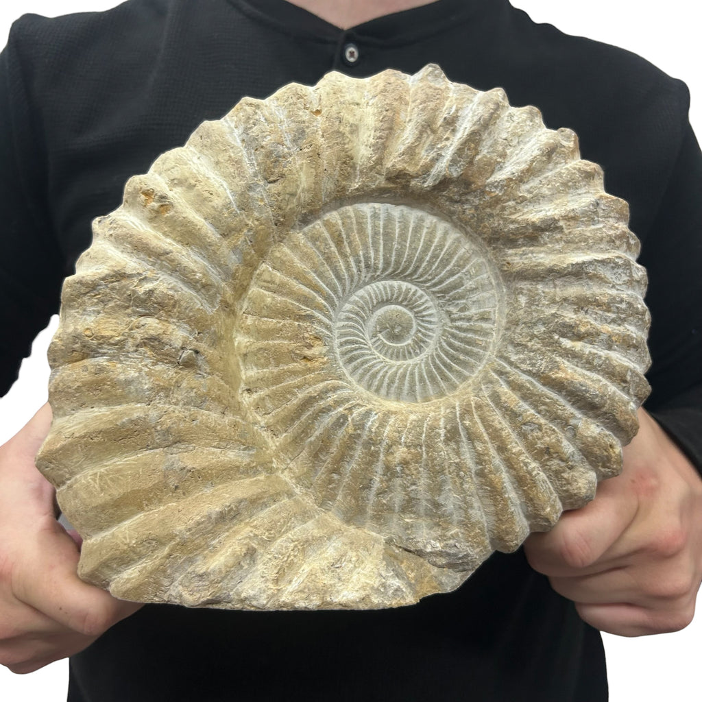 Huge Real Fossilized Authentic Ammonite Cut Base 9” 20.34 lbs | Home or Office Décor
