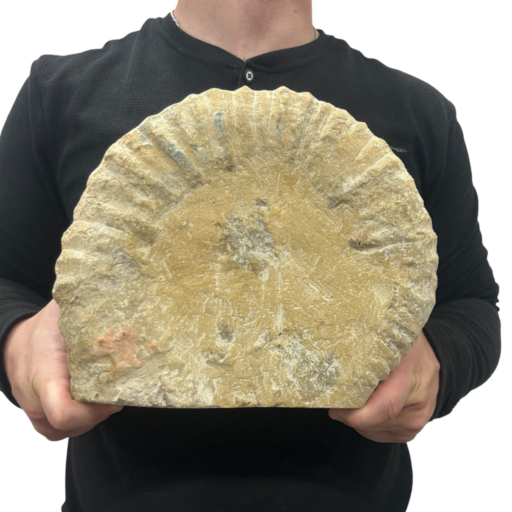 Huge Real Fossilized Authentic Ammonite Cut Base 9.5” 16.54 lbs | Home or Office Décor