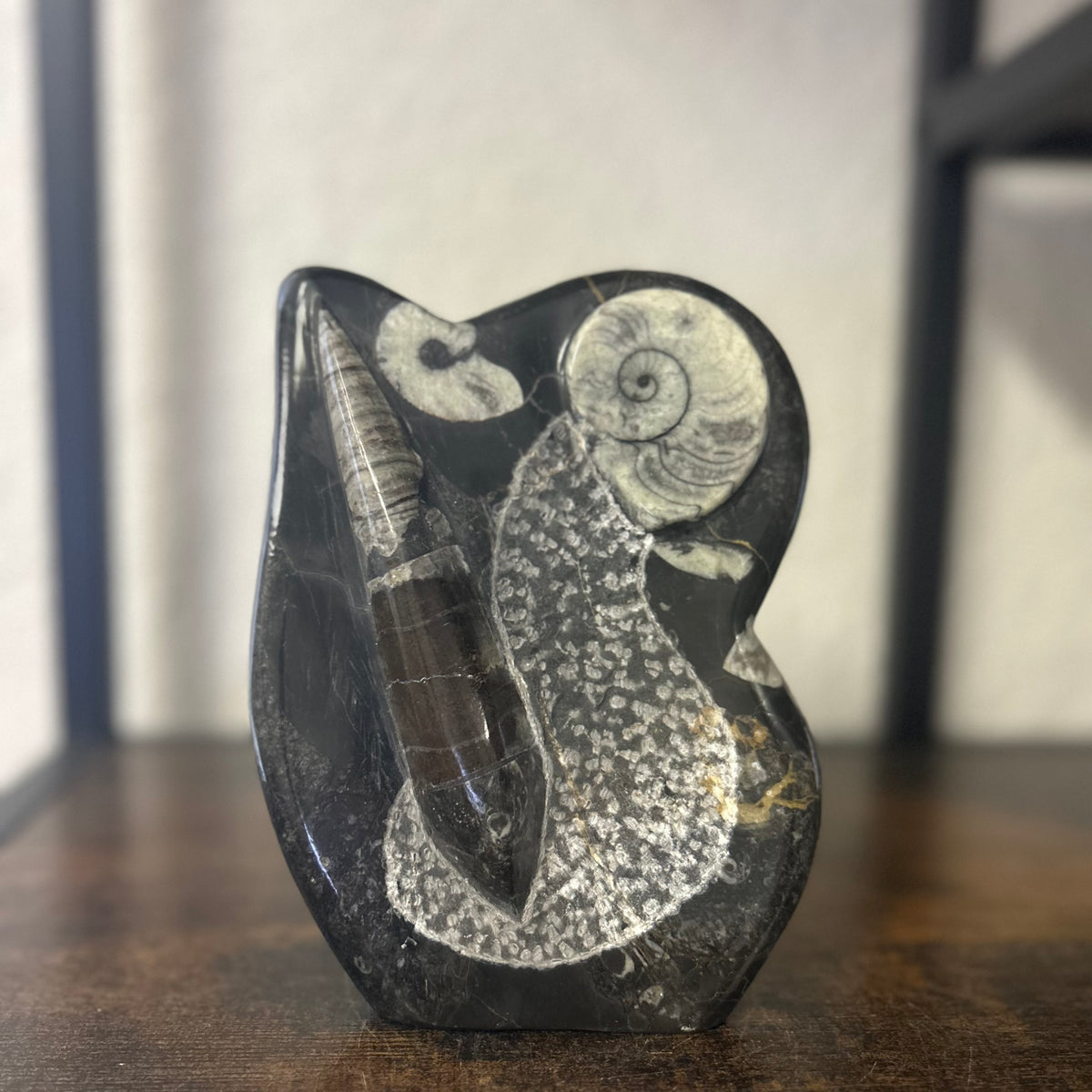 Small Orthoceras and Gontite Fossil Slab Plaque w/ Standing base - Polished Specimen Sculpture 6.25" 1.67 lbs