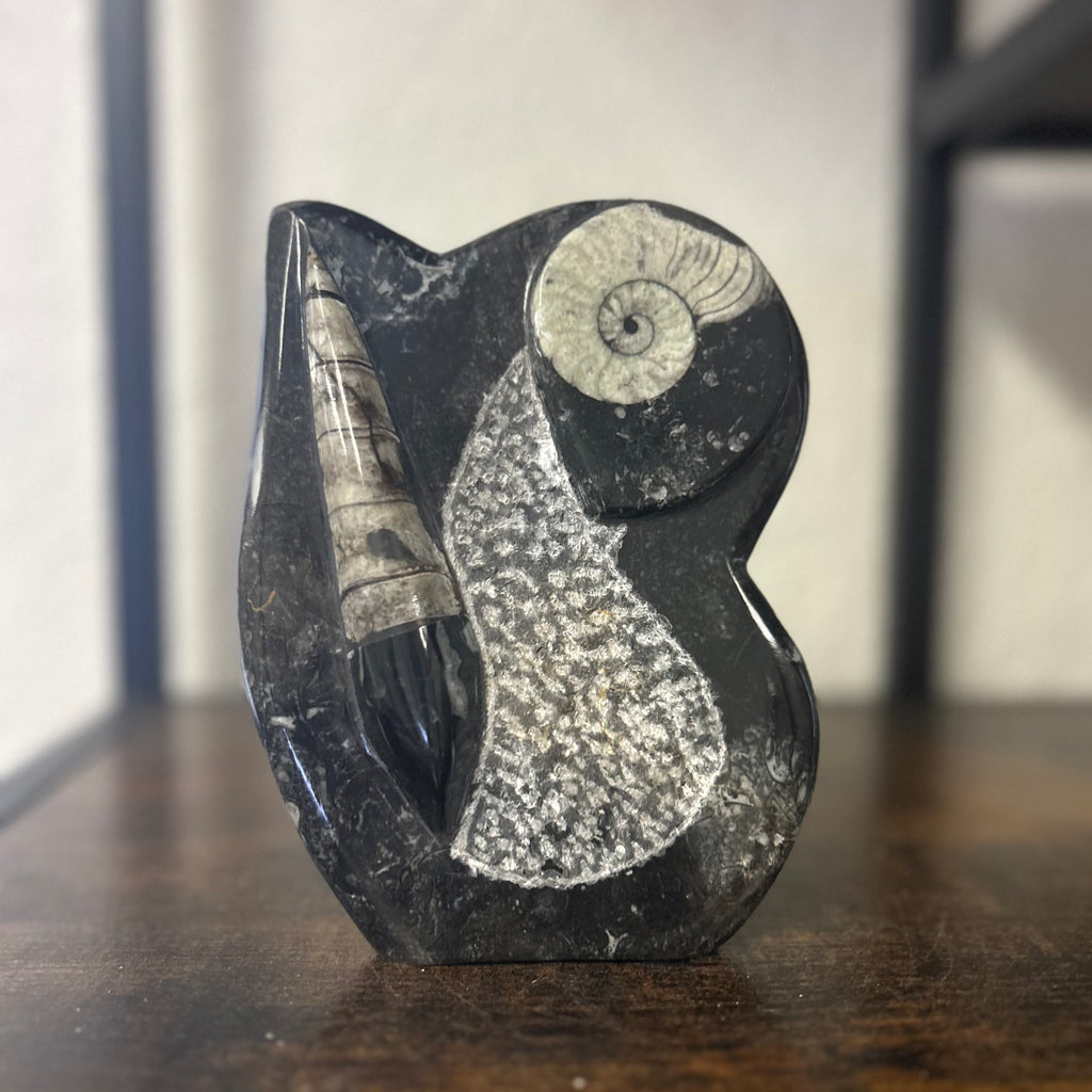 Small Orthoceras and Gontite Fossil Slab Plaque w/ Standing base - Polished Specimen Sculpture 6.25" 1.67 lbs