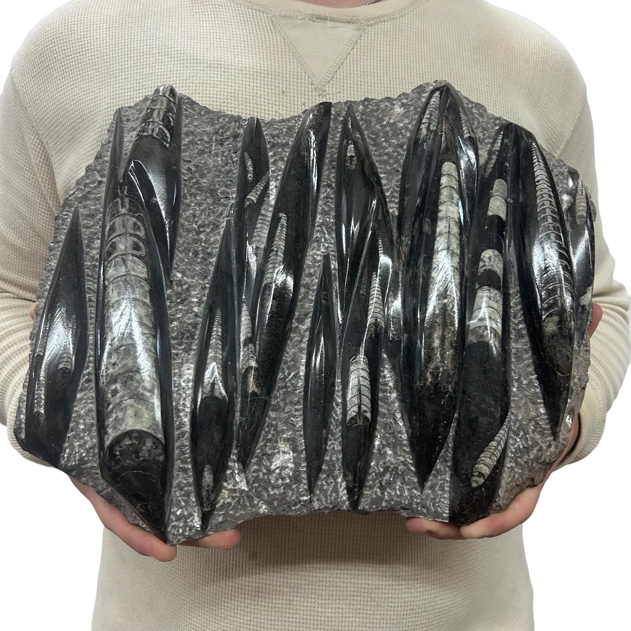Large Fossil Orthoceras Plaque | Polished Specimen Sculpture 17.75" 15.70 lbs | Home Office Décor