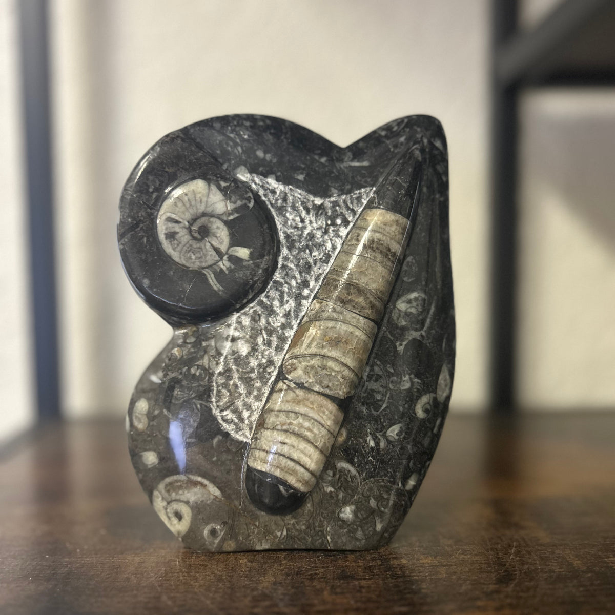 Small Orthoceras and Gontite Fossil Slab Plaque w/ Standing base - Polished Specimen Sculpture 6.25" 1.67 lbs