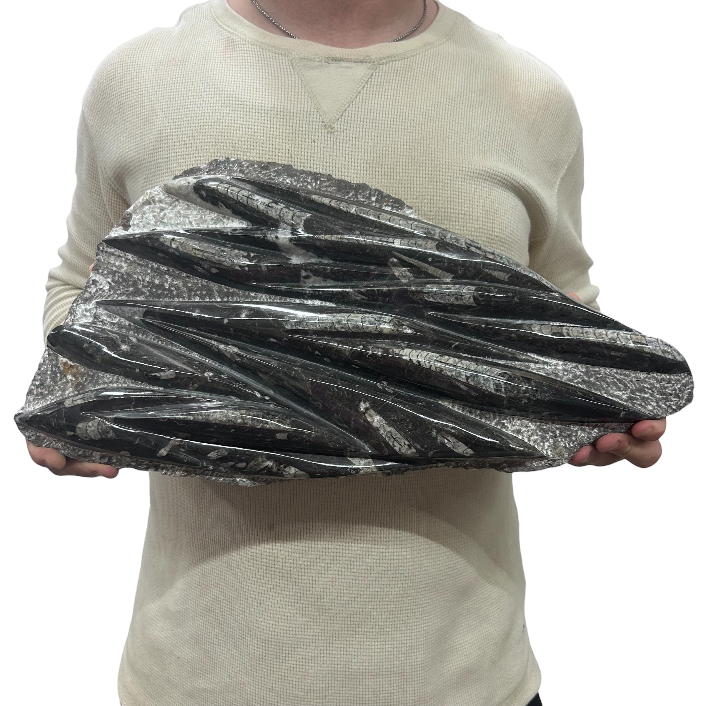 Large Fossil Orthoceras Plaque | Polished Specimen Sculpture 14.25" 15.45 lbs | Home Office Décor