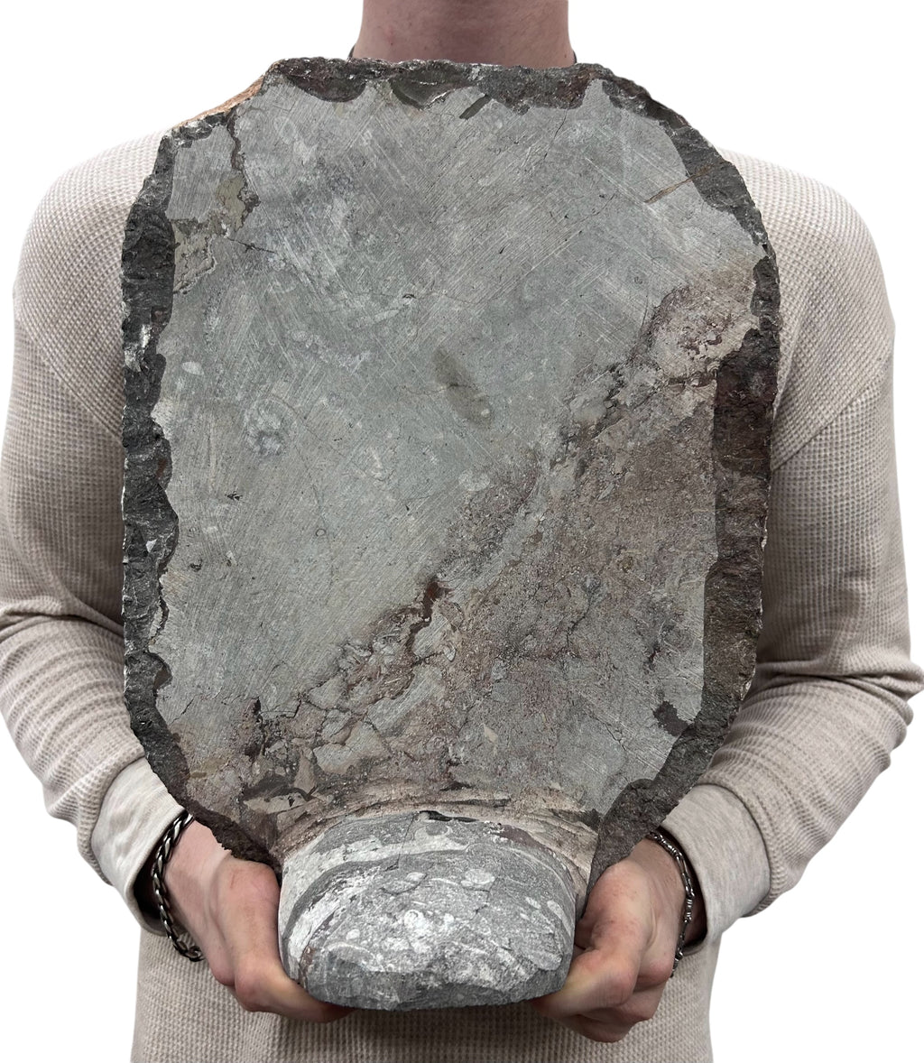 Large Ammonite Fossil Sculpture- Polished Specimen Standing Sculpture Cut Base Decor 14"