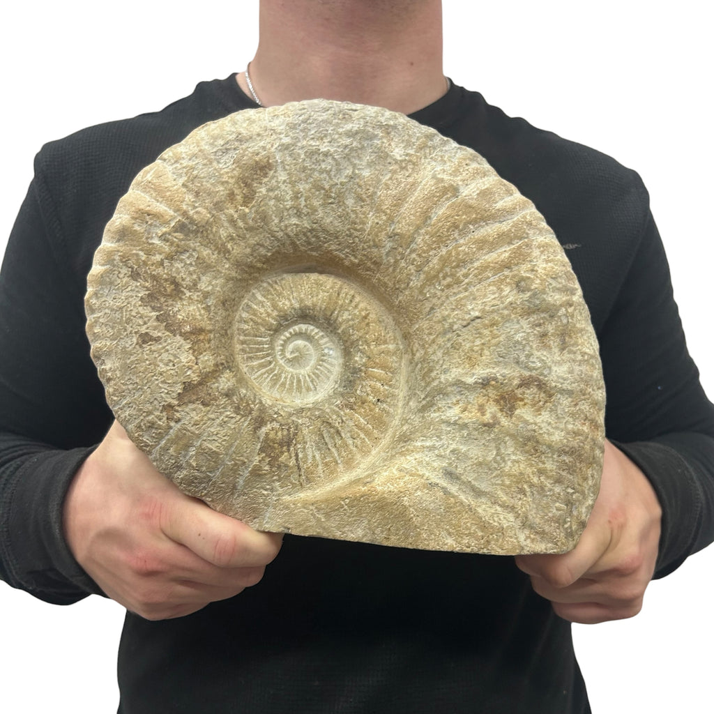 Huge Real Fossilized Authentic Ammonite Cut Base 9.5” 17.53 lbs | Home or Office Décor