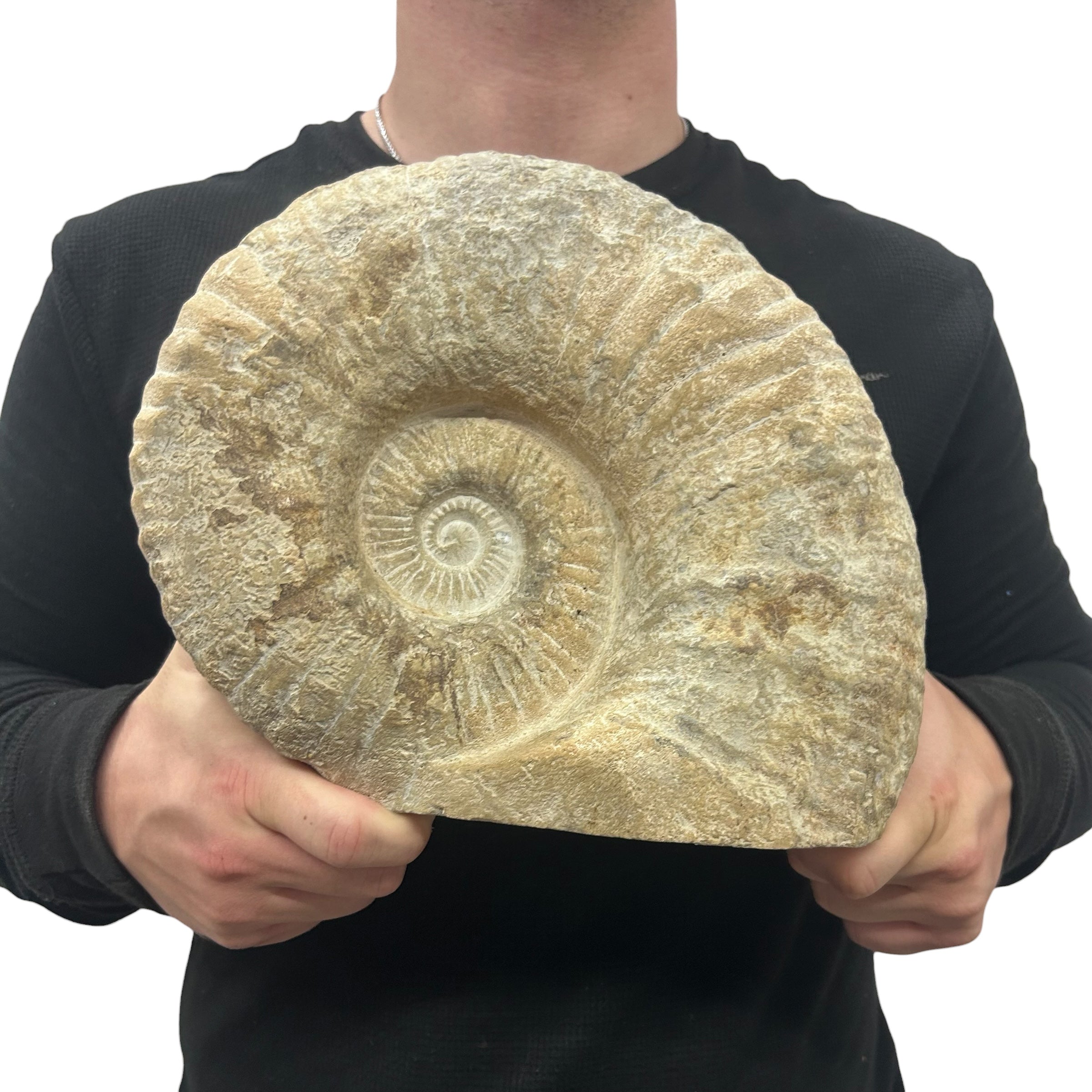Huge Real Fossilized Authentic Ammonite Cut Base 9.5” 17.53 lbs | Home or Office Décor