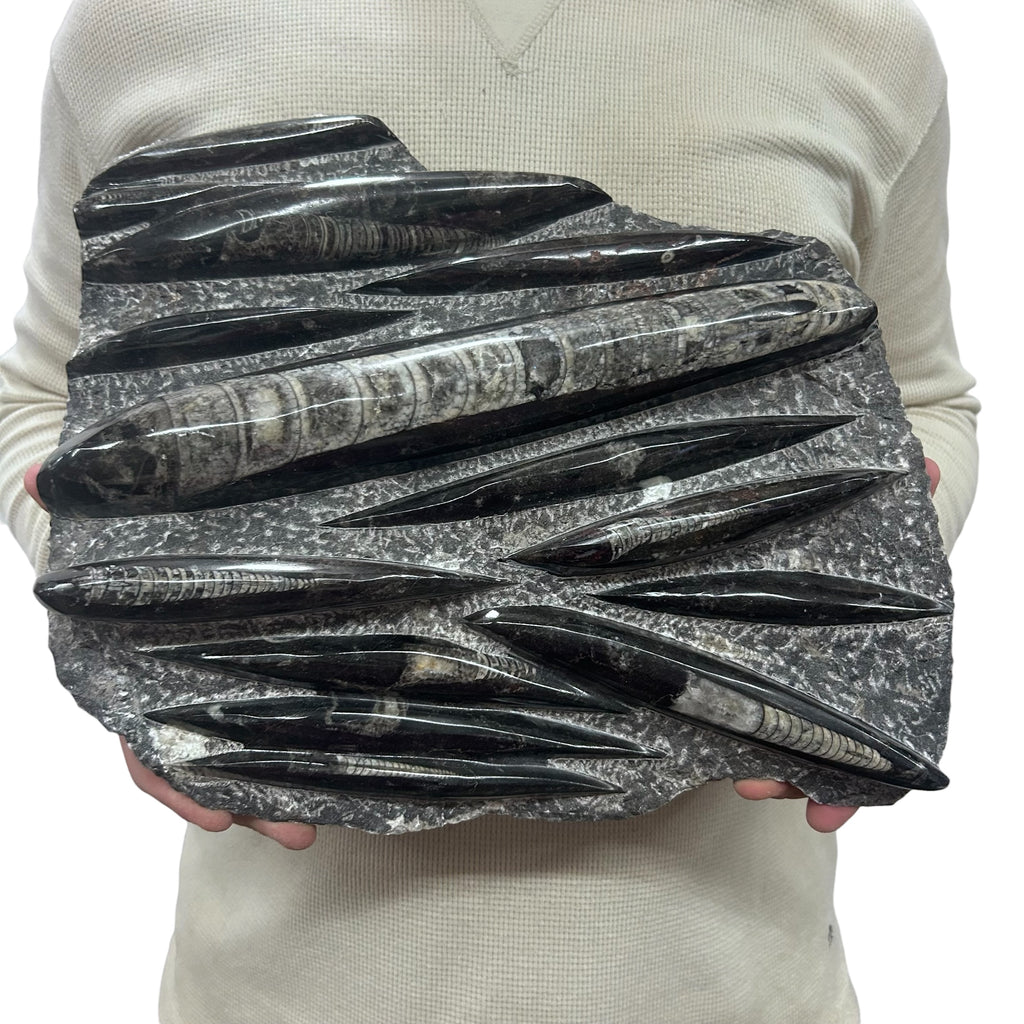 Large Fossil Orthoceras Plaque | Polished Specimen Sculpture 13.75" 14.90 lbs | Home Office Décor