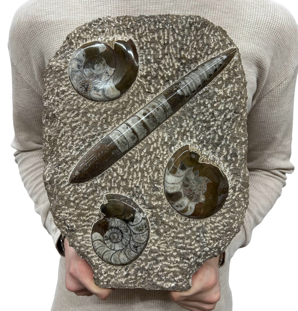 Large Ammonite Fossil Sculpture- Polished Specimen Standing Sculpture Cut Base Decor 14"