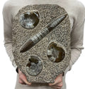 Large Ammonite Fossil Sculpture- Polished Specimen Standing Sculpture Cut Base Decor 14"