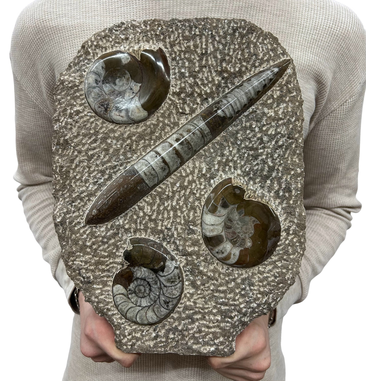 Large Ammonite Fossil Sculpture- Polished Specimen Standing Sculpture Cut Base Decor 14"