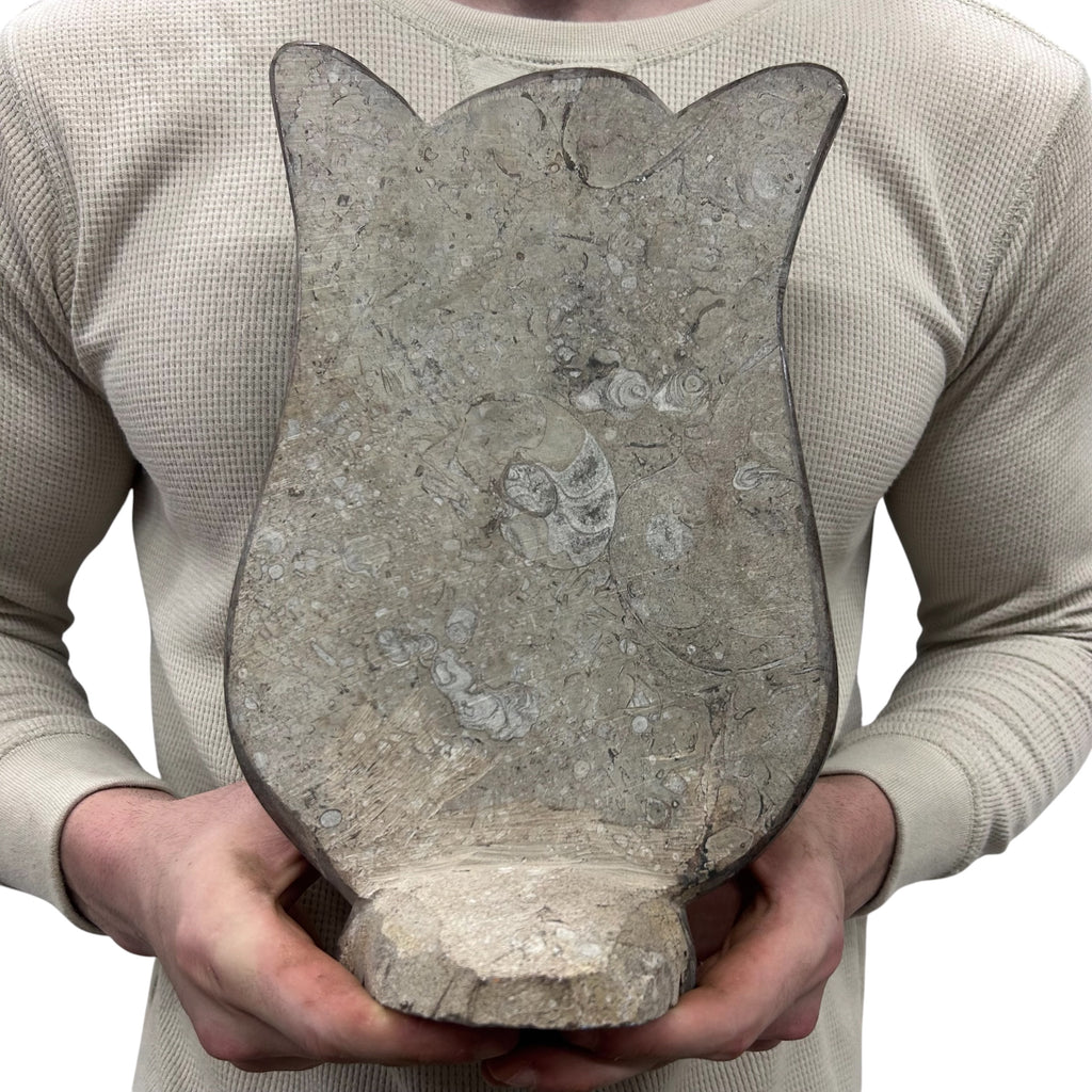 Medium Fossil Orthoceras and Gonatite Slab Plaque Standing Base - Polished Specimen Sculpture 11" 5.32 Lbs.