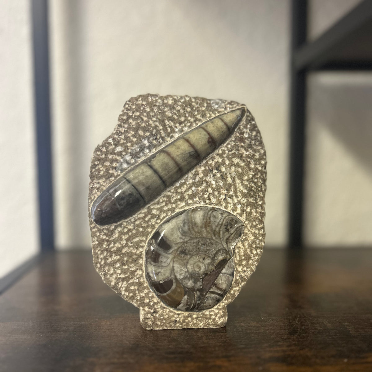 Small Orthoceras and Gontite Fossil Slab Plaque w/ Standing base - Polished Specimen Sculpture 6.25" 1.67 lbs