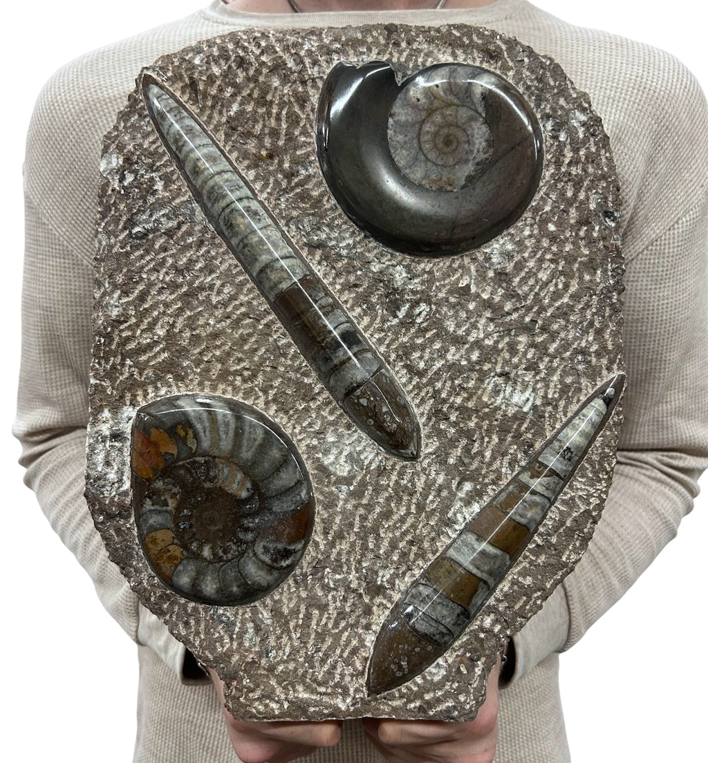 Large Ammonite Fossil Sculpture- Polished Specimen Standing Sculpture Cut Base Decor 14"