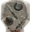 Large Ammonite Fossil Sculpture- Polished Specimen Standing Sculpture Cut Base Decor 14"
