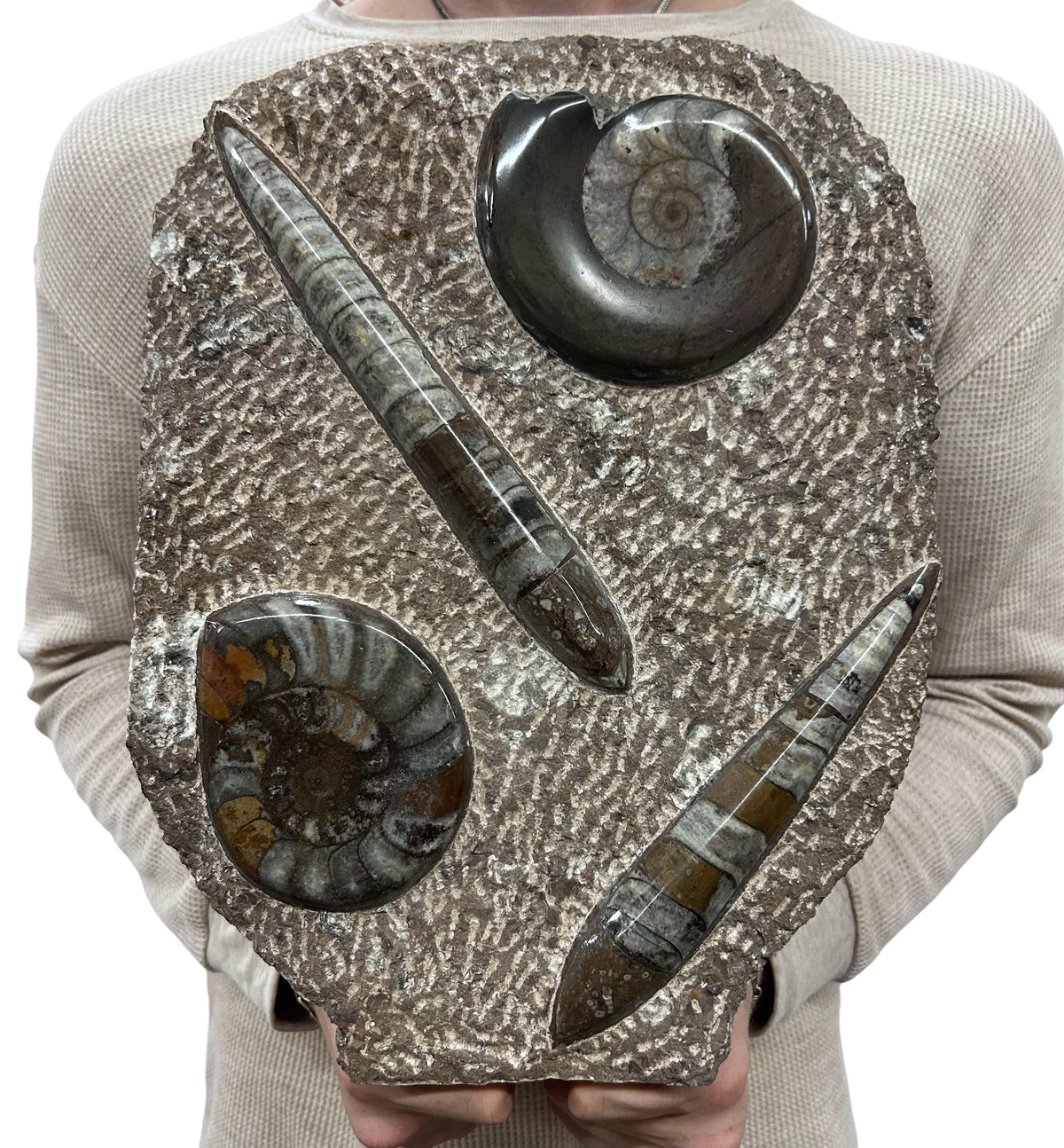 Large Ammonite Fossil Sculpture- Polished Specimen Standing Sculpture Cut Base Decor 14"