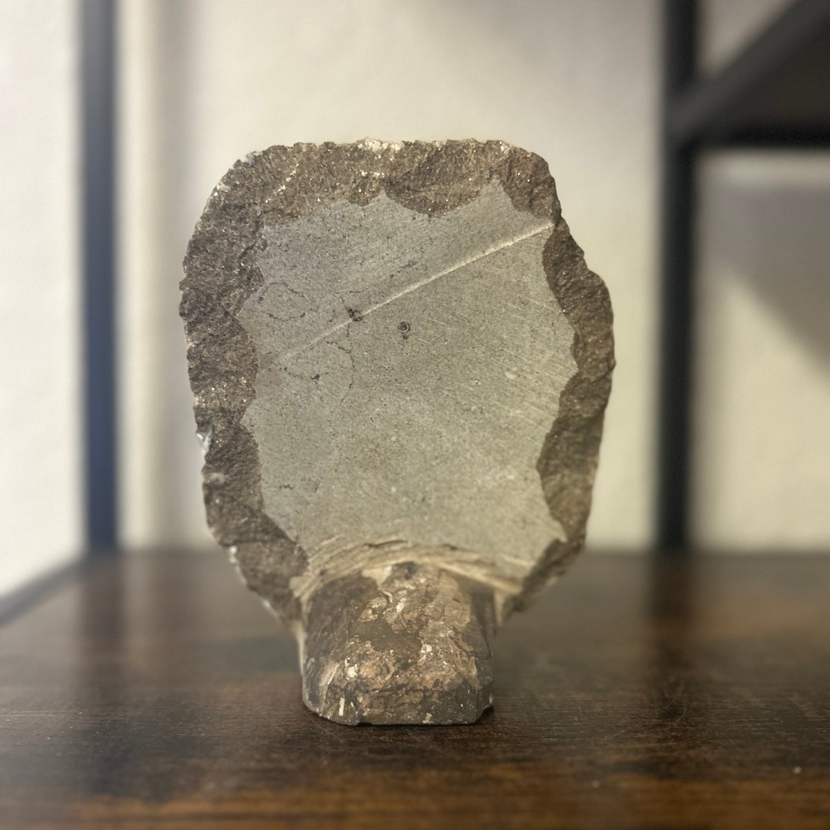 Small Orthoceras and Gontite Fossil Slab Plaque w/ Standing base - Polished Specimen Sculpture 6.25" 1.67 lbs