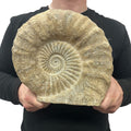 Huge Real Fossilized Authentic Ammonite Cut Base 10.25” 15.38 lbs | Home or Office Décor
