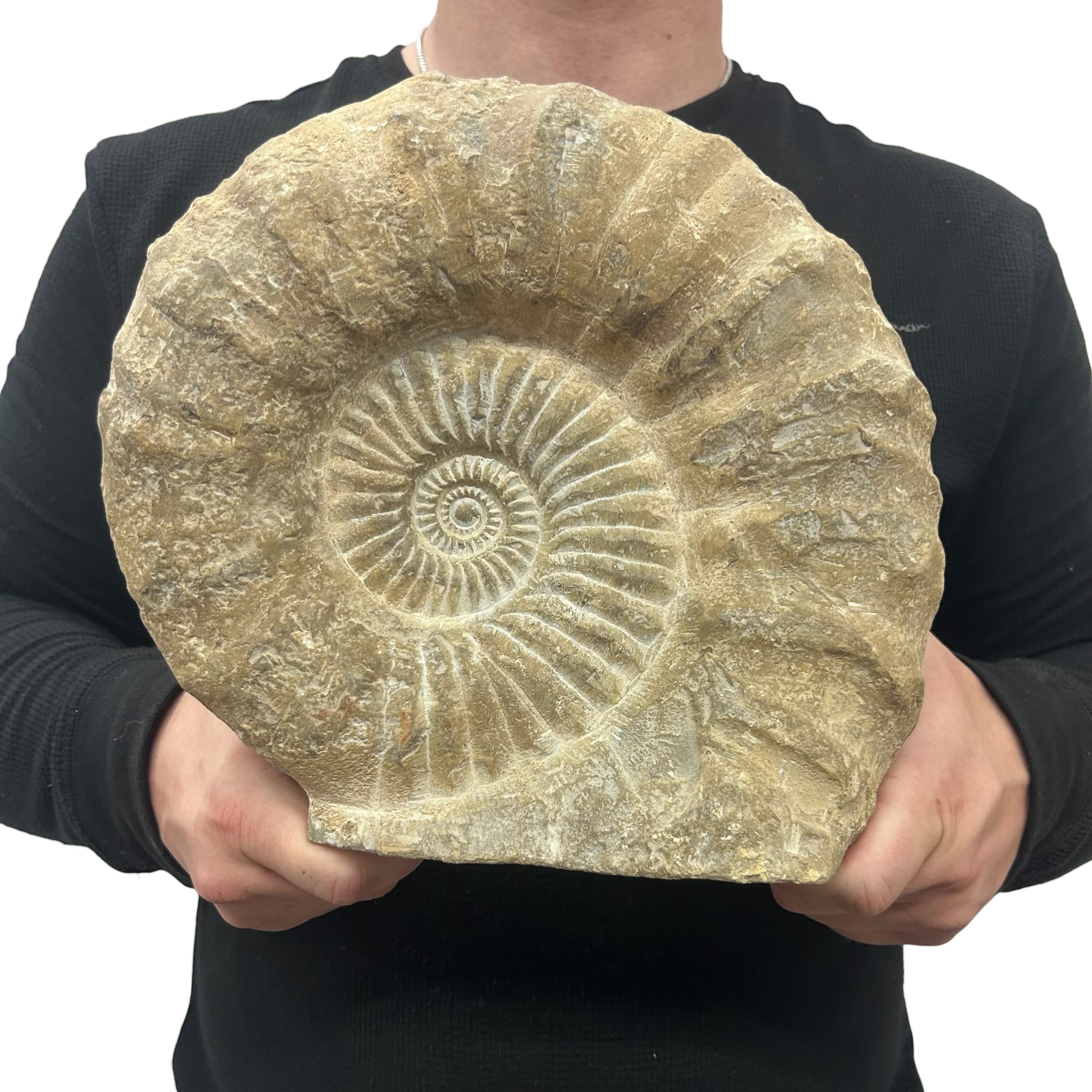 Huge Real Fossilized Authentic Ammonite Cut Base 10.25” 15.38 lbs | Home or Office Décor