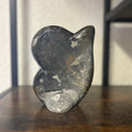 Small Orthoceras and Gontite Fossil Slab Plaque w/ Standing base - Polished Specimen Sculpture 6.25" 1.67 lbs