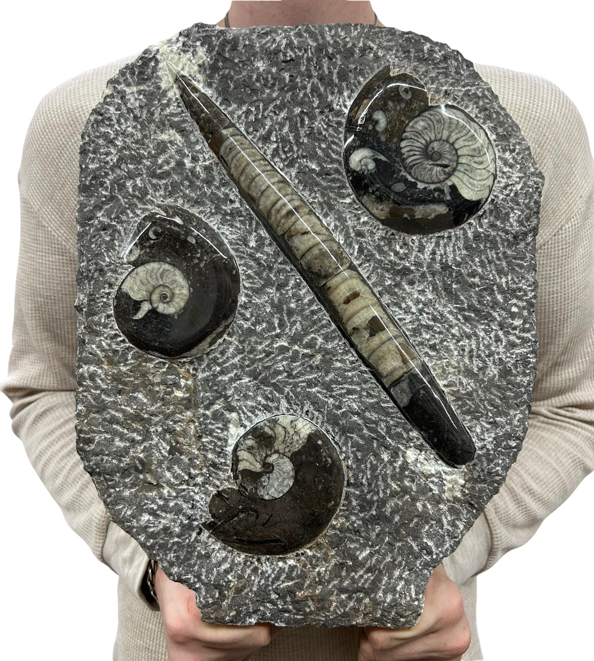 Large Ammonite Fossil Sculpture- Polished Specimen Standing Sculpture Cut Base Decor 14"