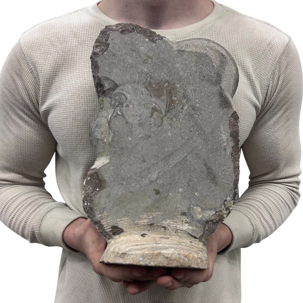 Medium Fossil Orthoceras and Gonatite Slab Plaque Standing Base - Polished Specimen Sculpture 11" 5.32 Lbs.