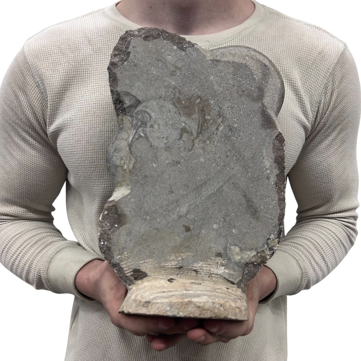 Medium Fossil Orthoceras and Gonatite Slab Plaque Standing Base - Polished Specimen Sculpture 11" 5.32 Lbs.